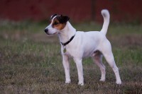 /album/stenata-puppies/punta-jpg/